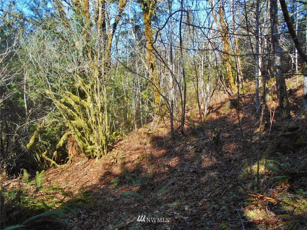 0 D Olin Road Quilcene, WA 98376 - Photo 14 of 20