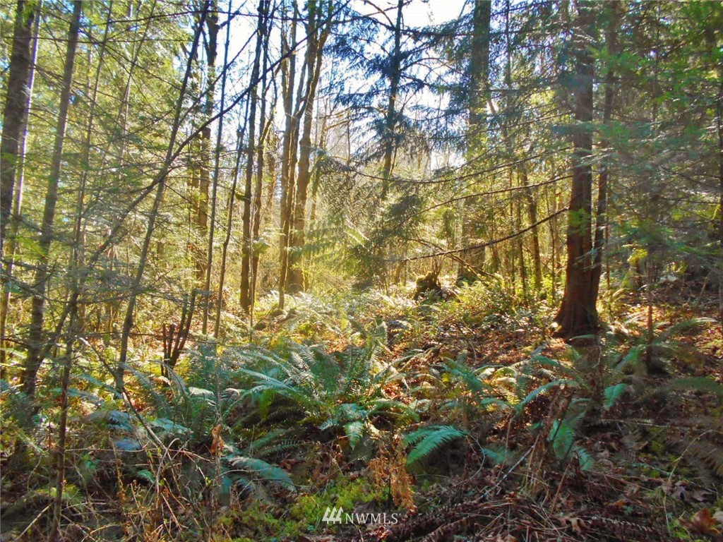 0 D Olin Road Quilcene, WA 98376 - Photo 4 of 20