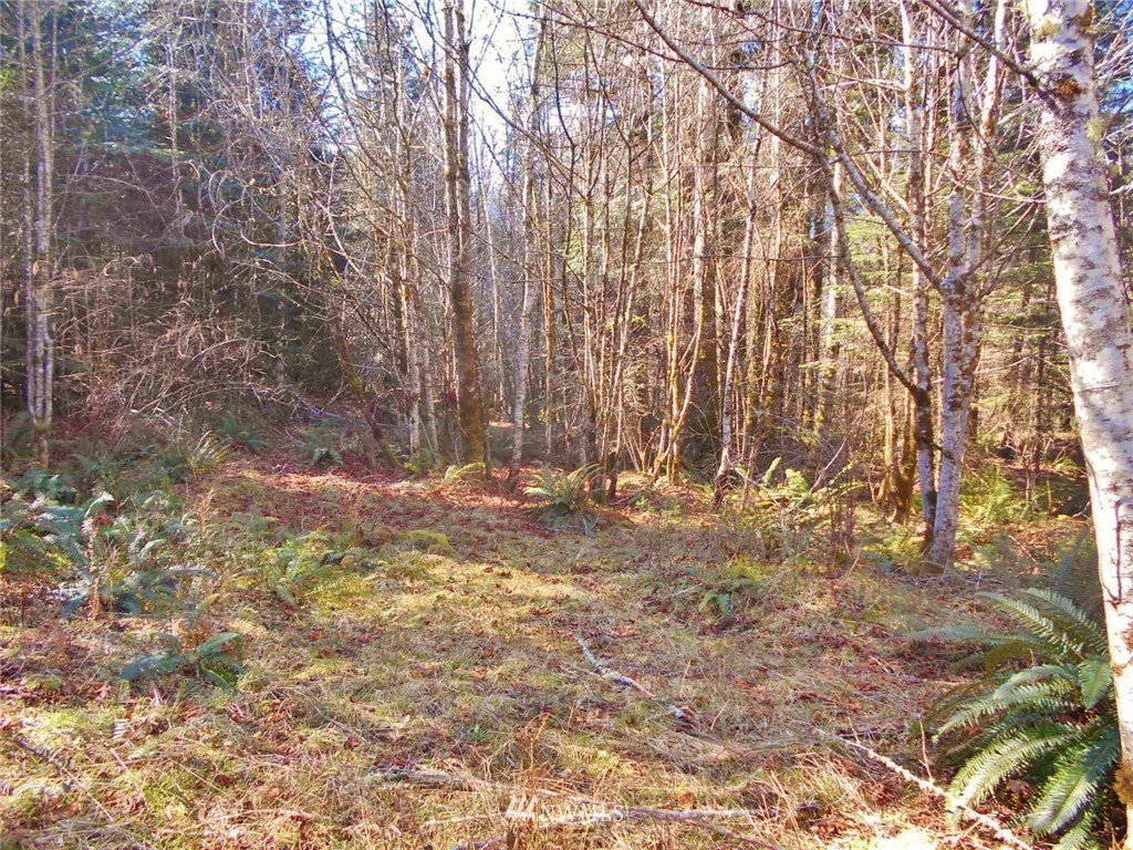 0 D Olin Road Quilcene, WA 98376 - Photo 5 of 20