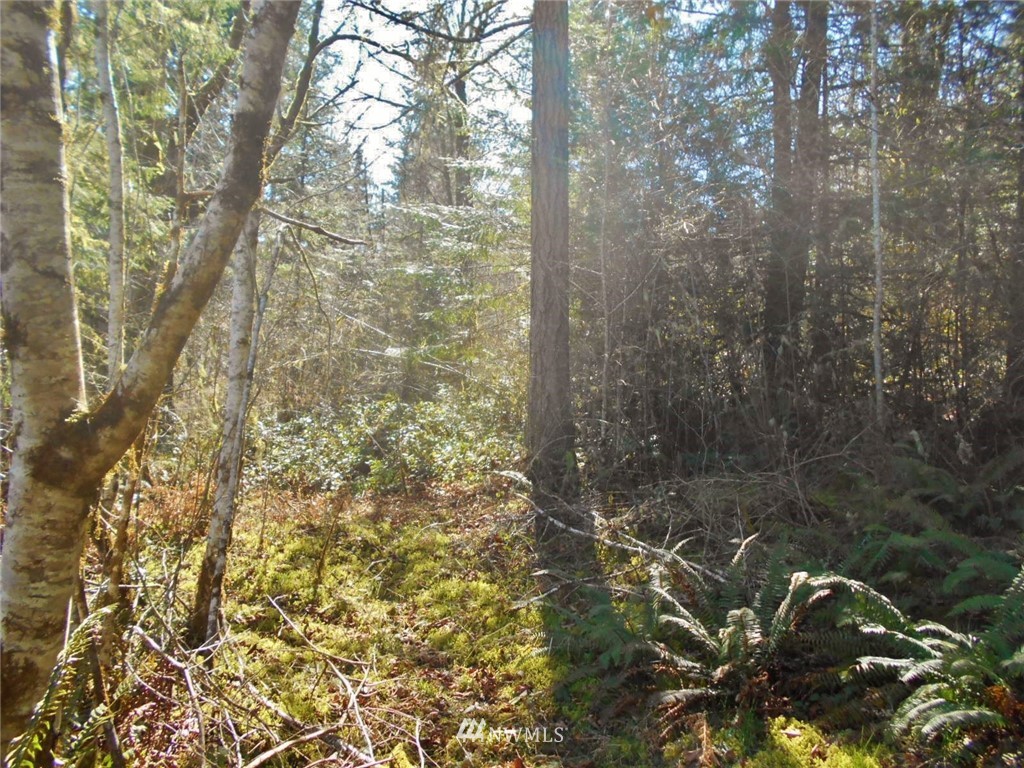 0 D Olin Road Quilcene, WA 98376 - Photo 6 of 20
