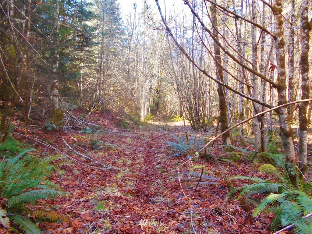 0 D Olin Road Quilcene, WA 98376 - Photo 8 of 20