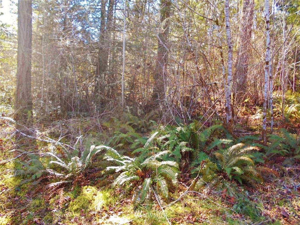 0 D Olin Road Quilcene, WA 98376 - Photo 9 of 20