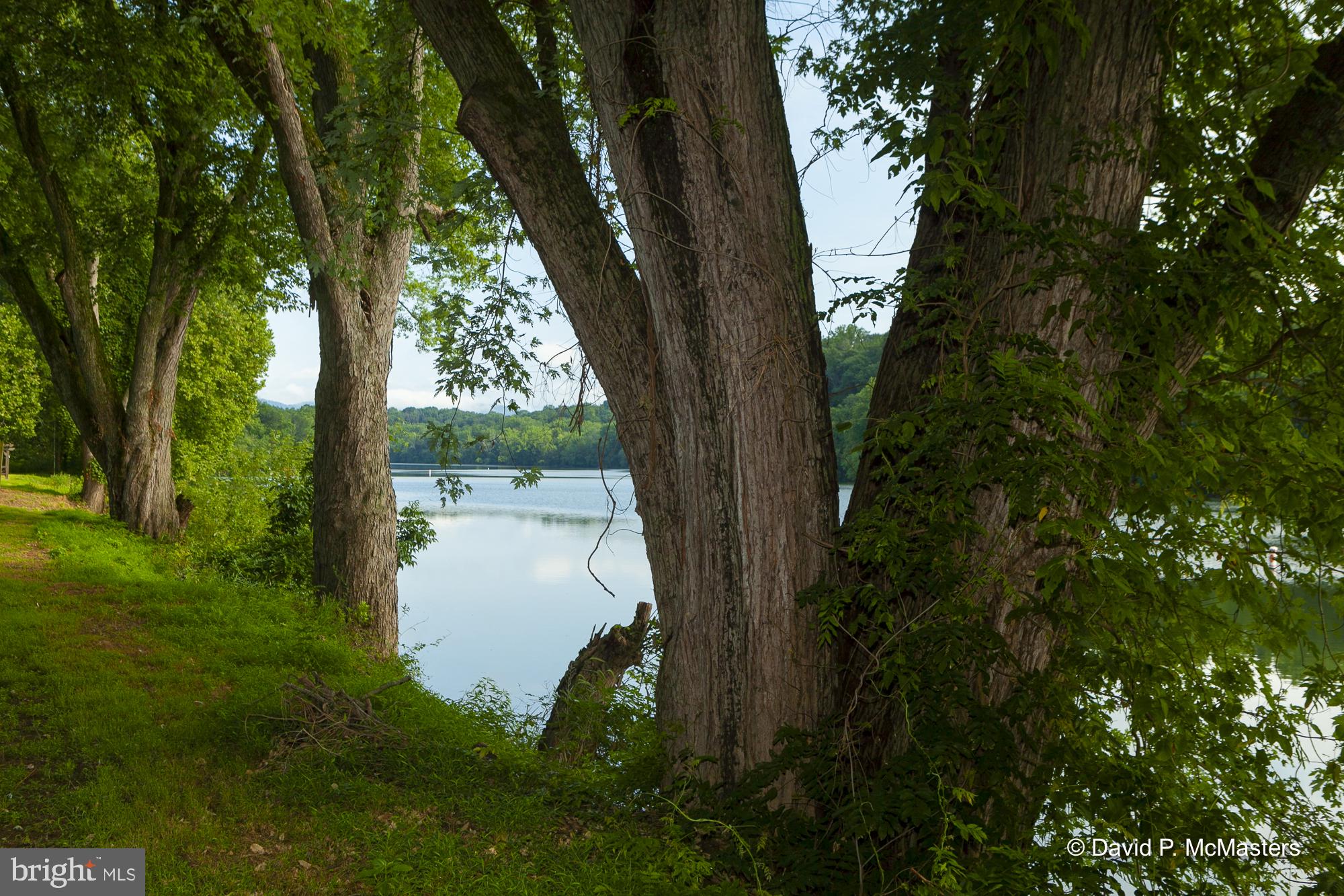 3632 Vineyard Road Falling Waters, WV 25419 - Photo 5 of 56 Massive beautiful trees on the property