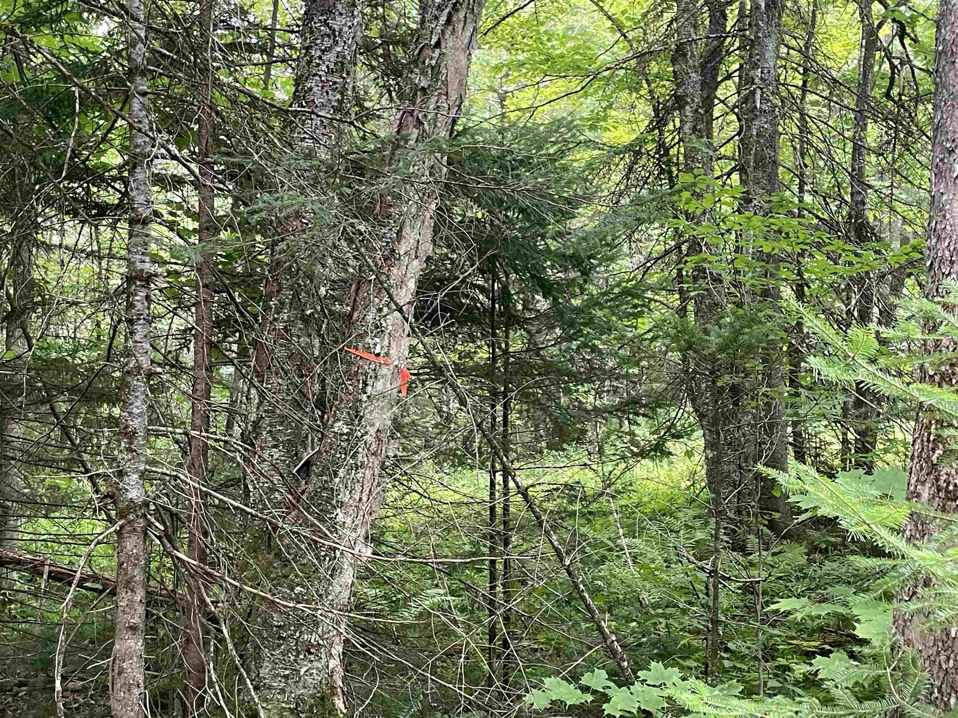 0 Ledge Hill Road East Calais, VT 05650 - Photo 12 of 47