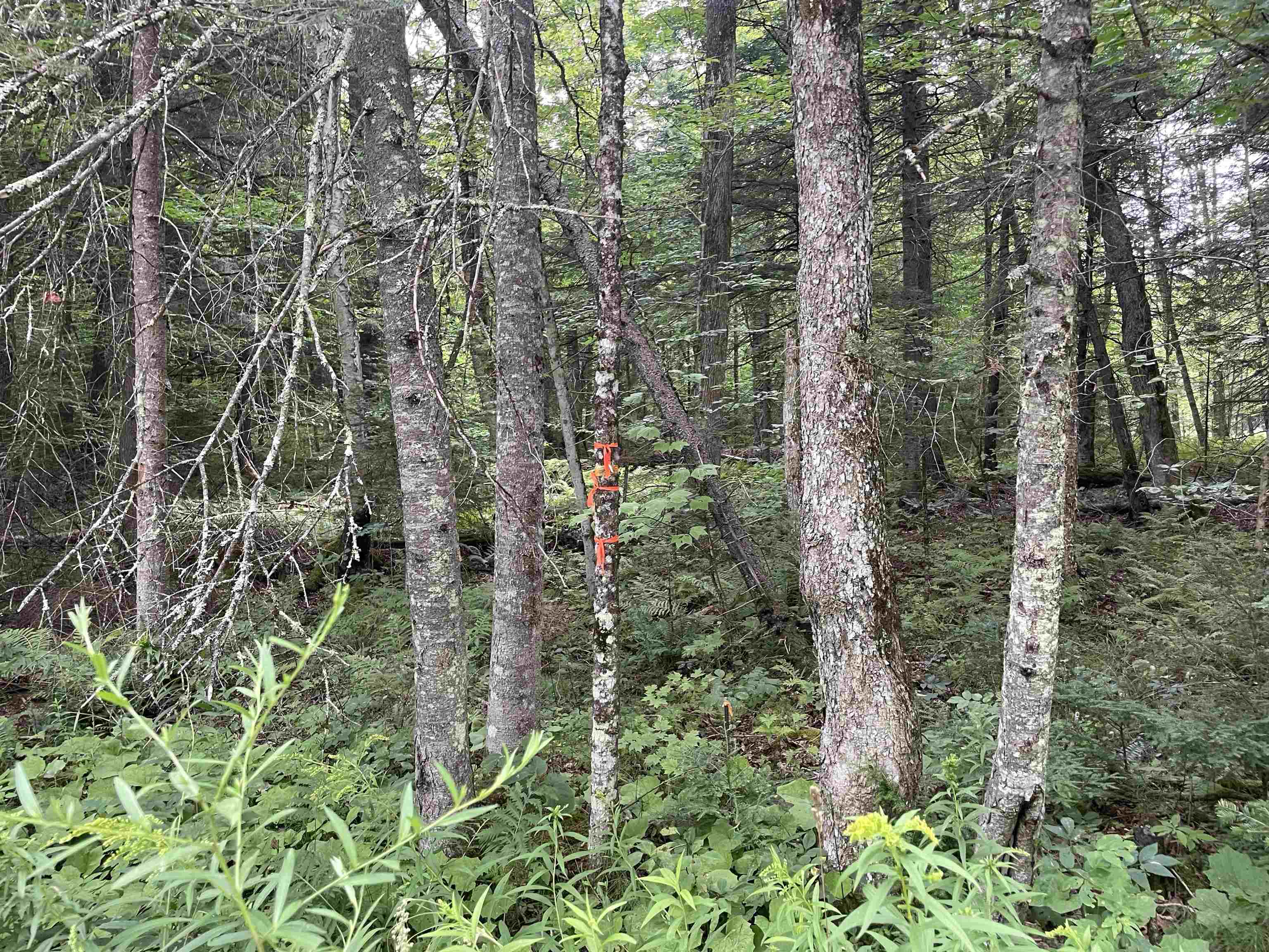 0 Ledge Hill Road East Calais, VT 05650 - Photo 13 of 47