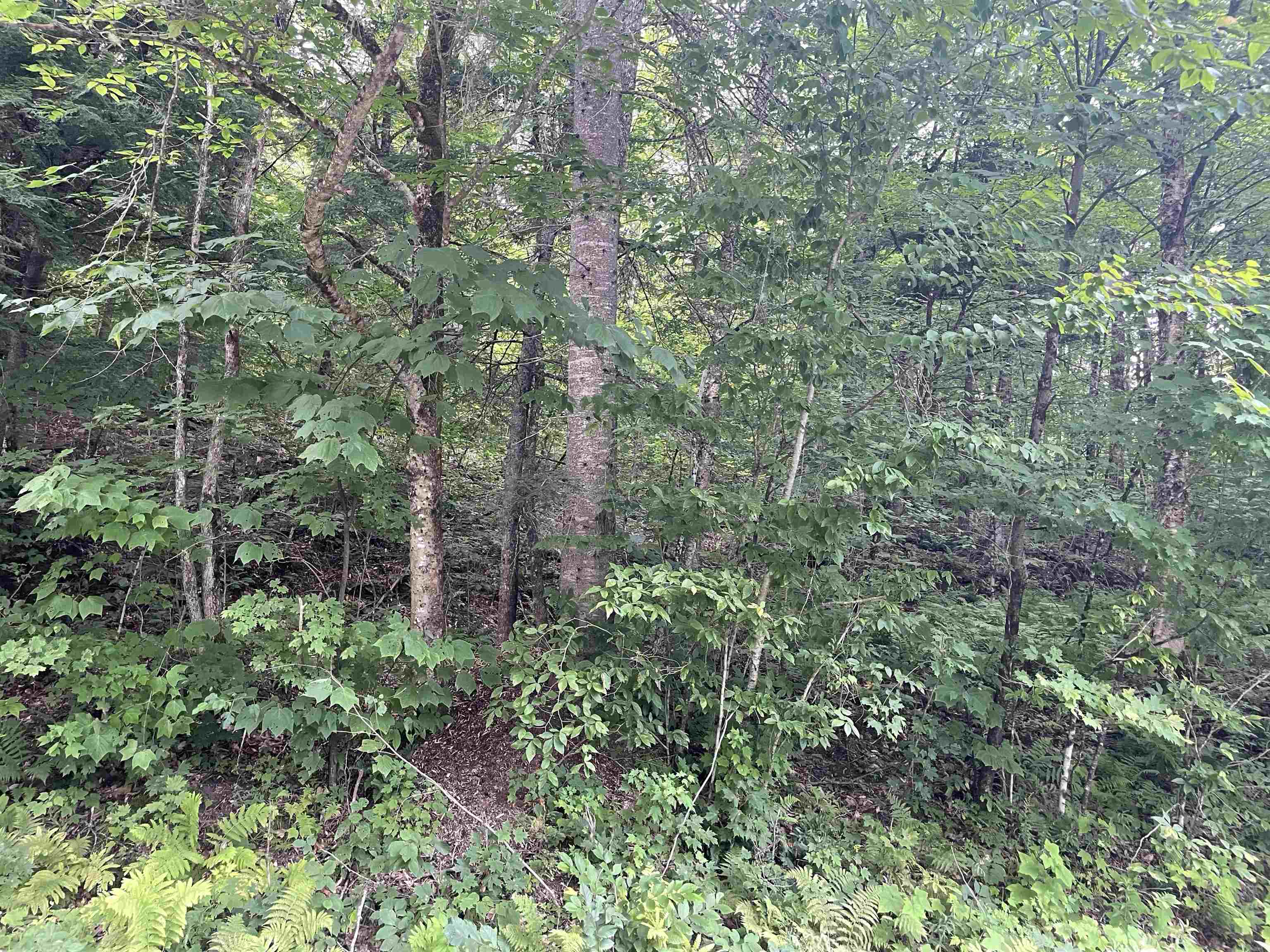 0 Ledge Hill Road East Calais, VT 05650 - Photo 24 of 47