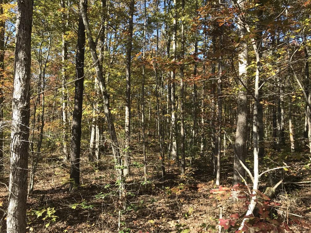 Lot 111 Lou Road Pikeville, TN 37367 - Photo 13 of 13 IMG_0639
