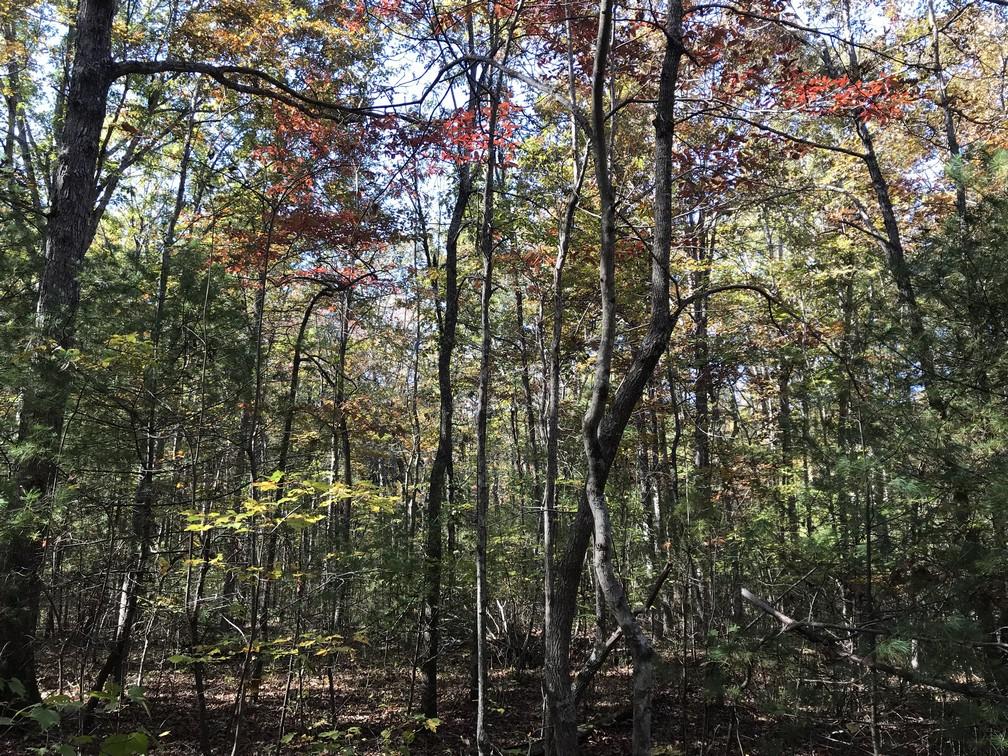 Lot 111 Lou Road Pikeville, TN 37367 - Photo 8 of 13 IMG_0634