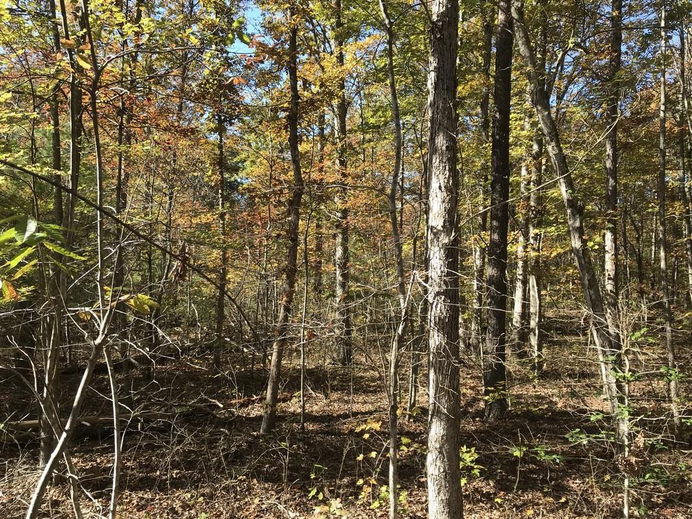 Lot 111 Lou Road Pikeville, TN 37367 - Photo 10 of 13 IMG_0638