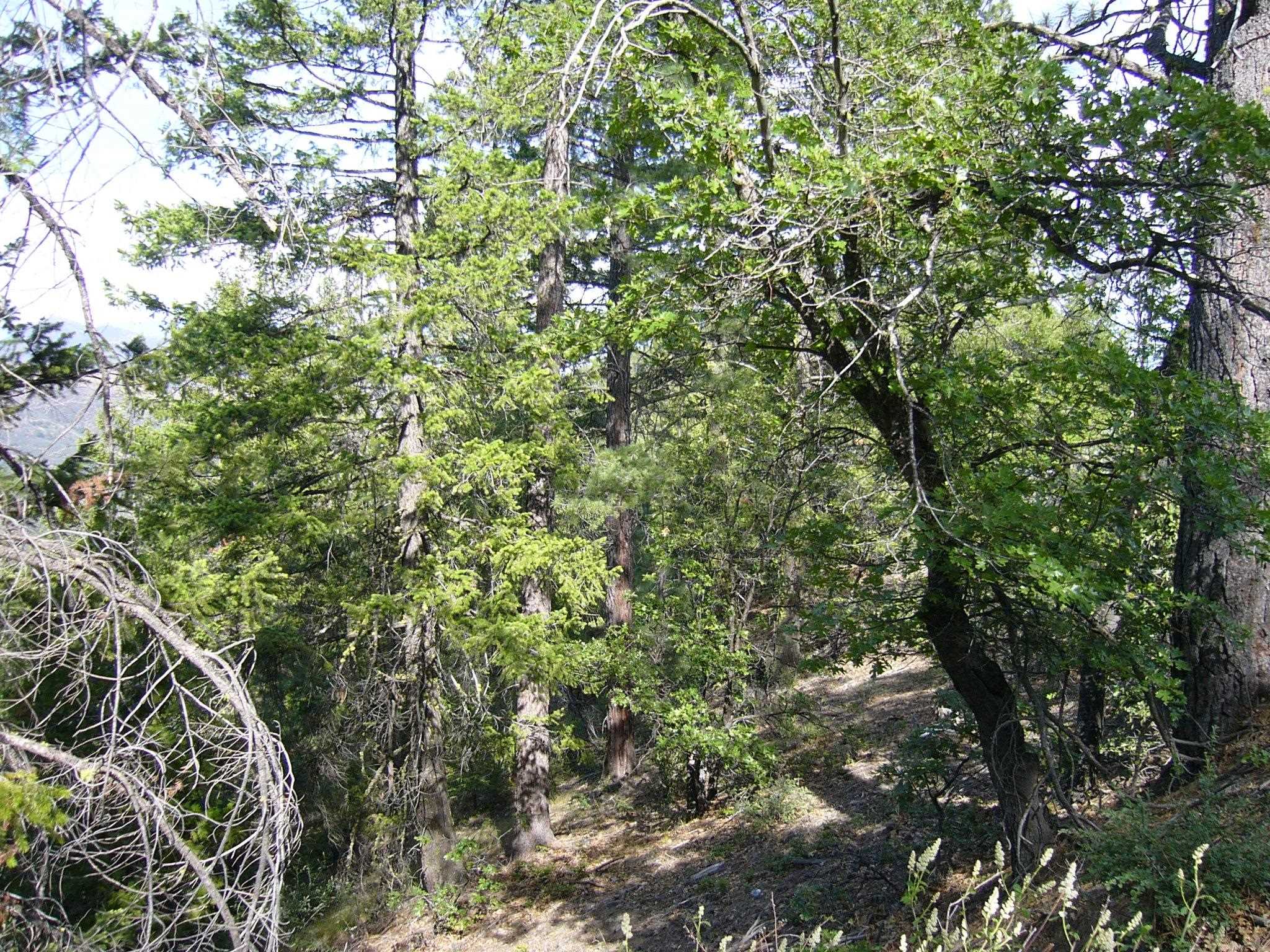 127 Acres Road Yreka, CA 96097 - Photo 10 of 24 Gallery Image 10