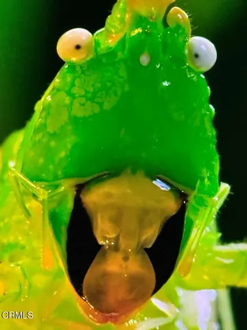 $589,900 | 520 East Highland Drive, Camarillo, CA 93010