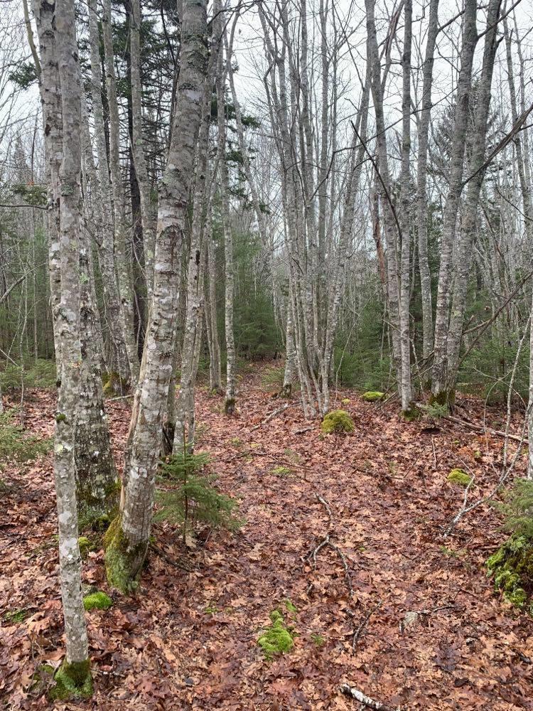 Tbd Sebasco Road Phippsburg, ME 04562 - Photo 8 of 13 131173990_2825610614384967_8936330907713