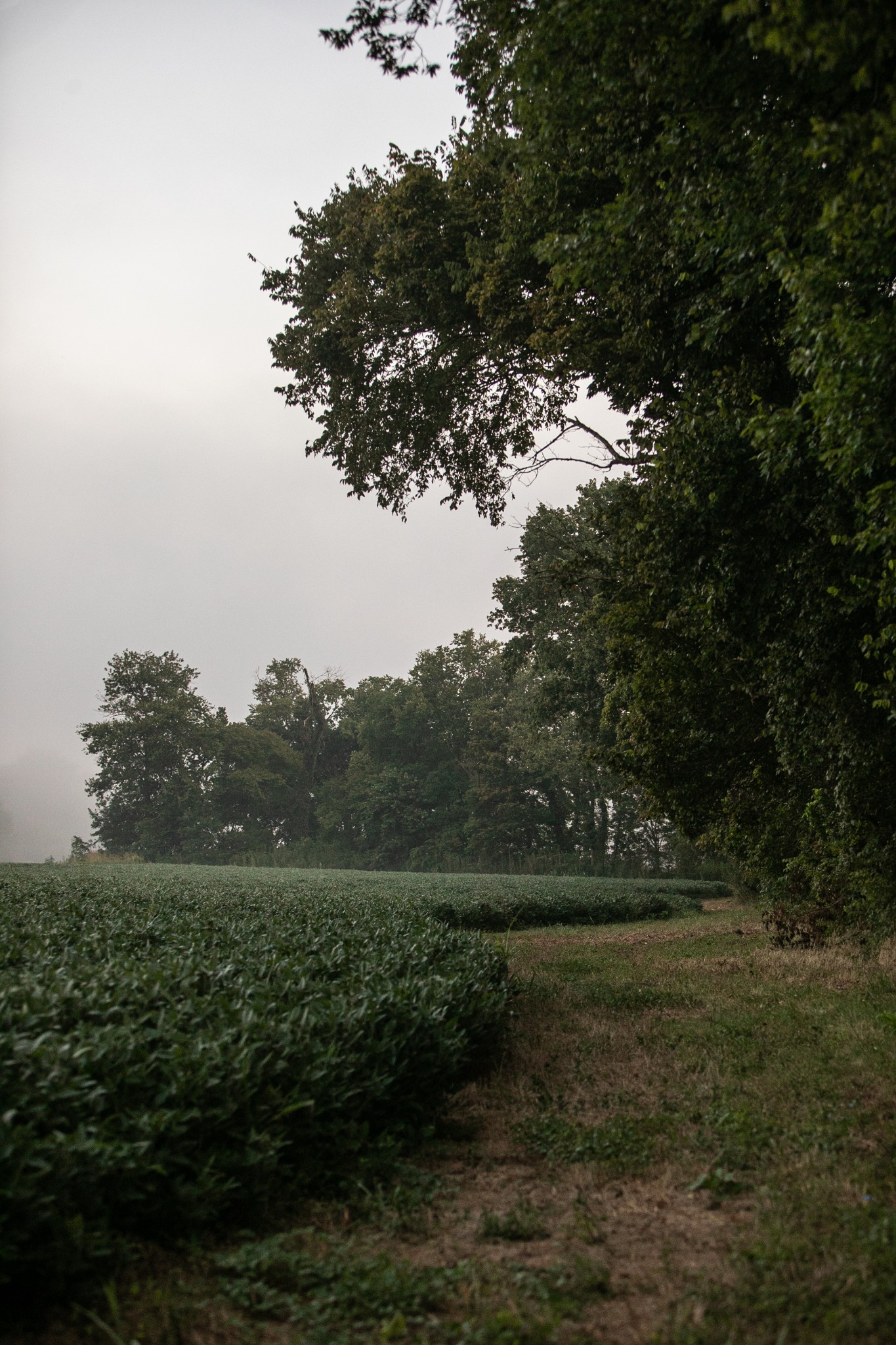 0 Collier Bend Road Charlotte, TN 37036 - Photo 20 of 77 a view of outdoor space and yard