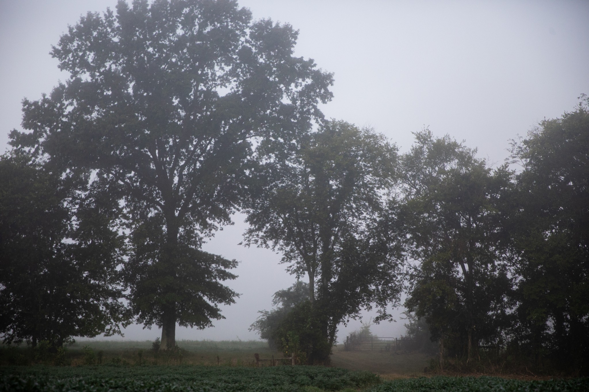 0 Collier Bend Road Charlotte, TN 37036 - Photo 26 of 77 a picture of tree