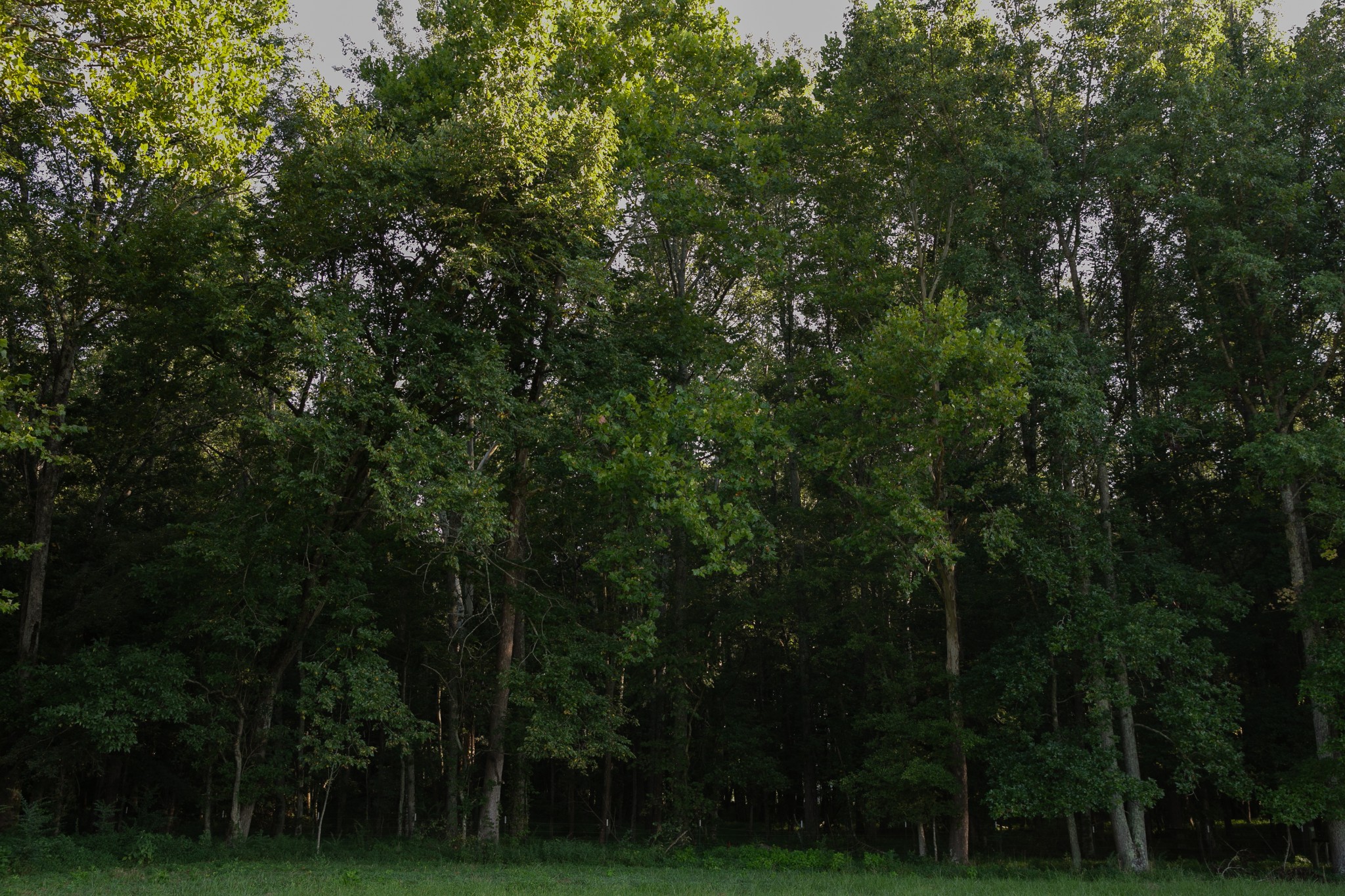 0 Collier Bend Road Charlotte, TN 37036 - Photo 36 of 77 a view of a forest with a tree in a yard