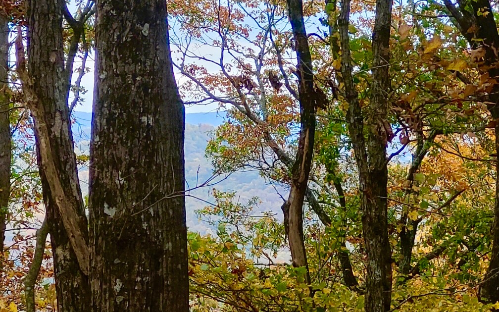 43.91 Old Burnt Mountain Road Ellijay, GA 30536 - Photo 11 of 19