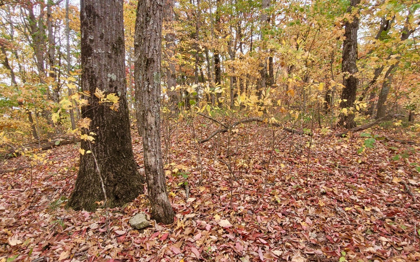 43.91 Old Burnt Mountain Road Ellijay, GA 30536 - Photo 12 of 19 a view of a yard with a tree