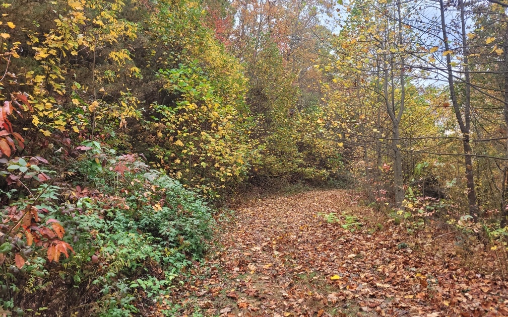 43.91 Old Burnt Mountain Road Ellijay, GA 30536 - Photo 13 of 19 a view of a small yard
