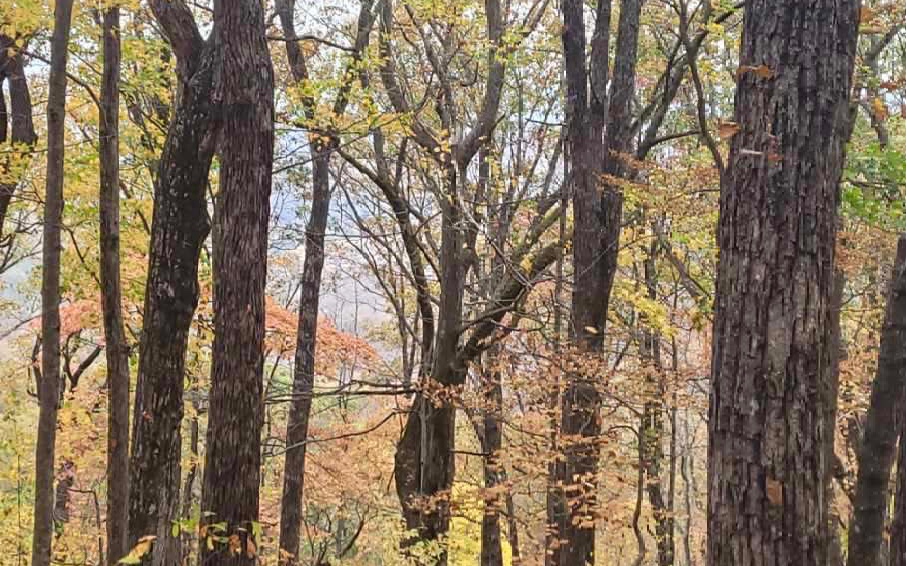 43.91 Old Burnt Mountain Road Ellijay, GA 30536 - Photo 15 of 19 a picture of trees