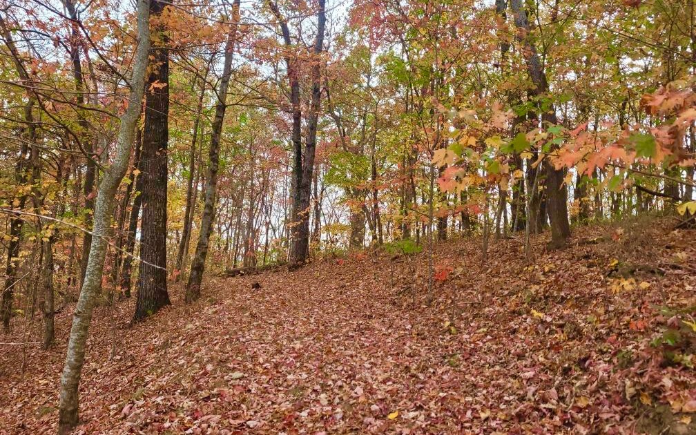 43.91 Old Burnt Mountain Road Ellijay, GA 30536 - Photo 16 of 19 a backyard of a house with lots of green space