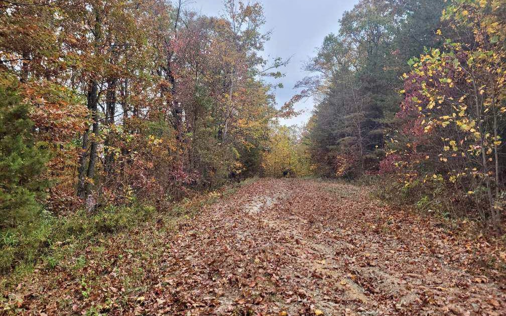 43.91 Old Burnt Mountain Road Ellijay, GA 30536 - Photo 17 of 19 a view of a yard with plants and trees