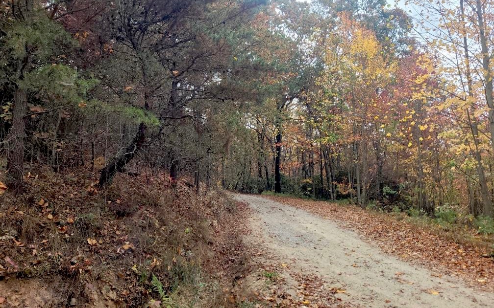 43.91 Old Burnt Mountain Road Ellijay, GA 30536 - Photo 18 of 19 a view of a forest with trees in the background