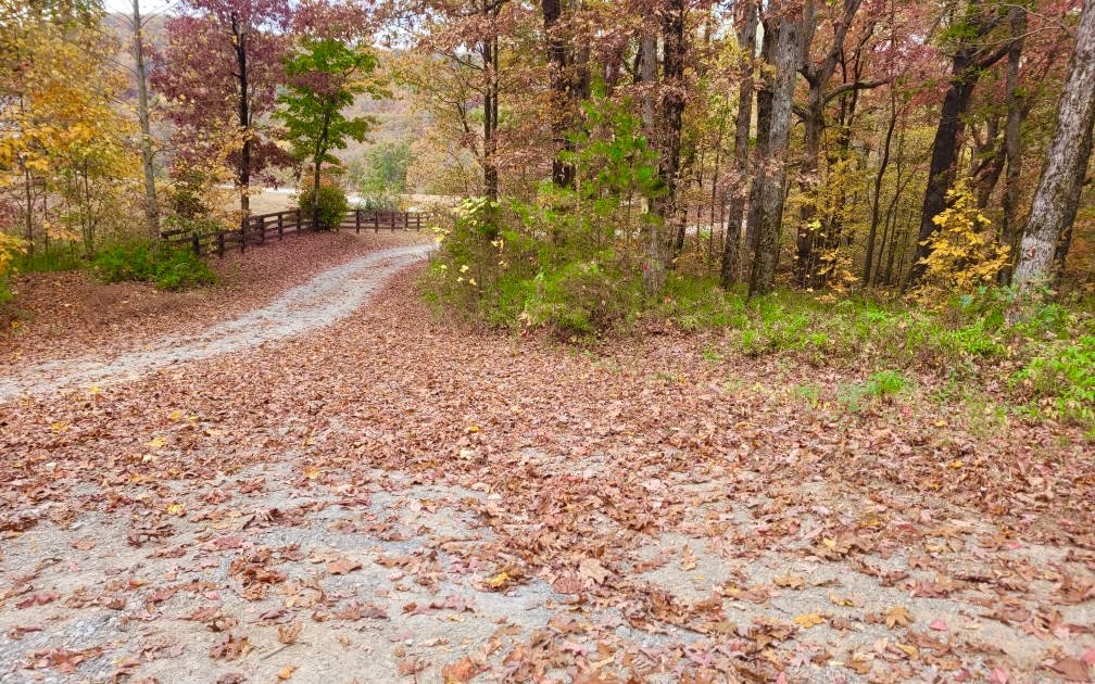 43.91 Old Burnt Mountain Road Ellijay, GA 30536 - Photo 19 of 19 a backyard of a house with lots of green space