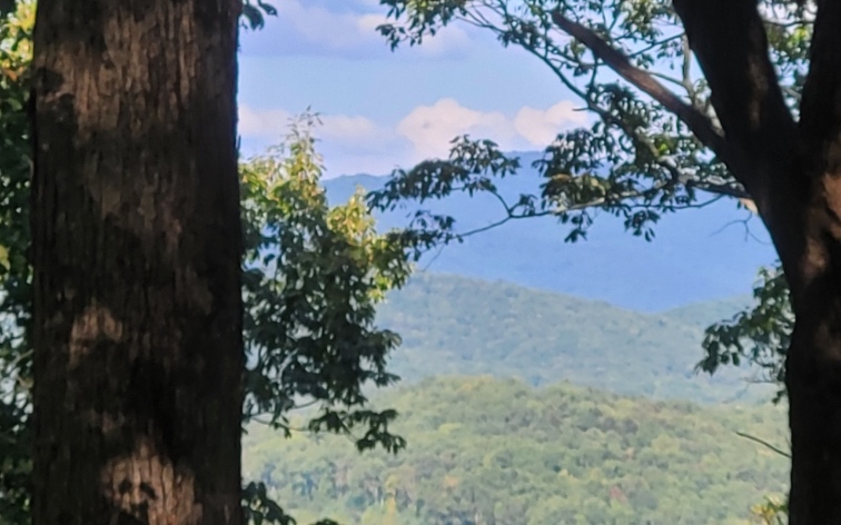43.91 Old Burnt Mountain Road Ellijay, GA 30536 - Photo 2 of 19 a view of a yard with plants and a tree