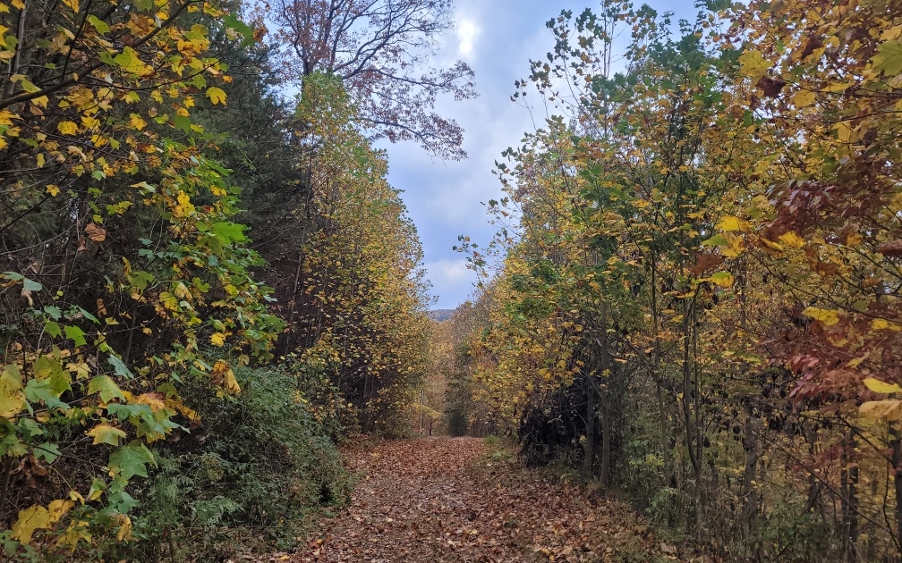 43.91 Old Burnt Mountain Road Ellijay, GA 30536 - Photo 4 of 19