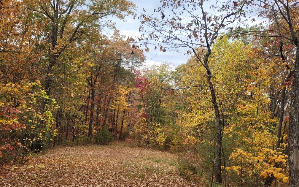 43.91 Old Burnt Mountain Road Ellijay, GA 30536 - Photo 5 of 19 a view of bushes and trees