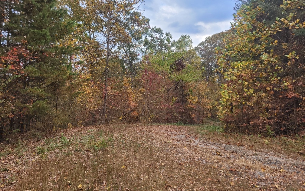 43.91 Old Burnt Mountain Road Ellijay, GA 30536 - Photo 6 of 19 a view of outdoor space and trees