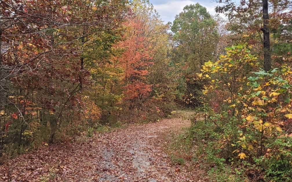 43.91 Old Burnt Mountain Road Ellijay, GA 30536 - Photo 8 of 19 a view of a yard with a tree