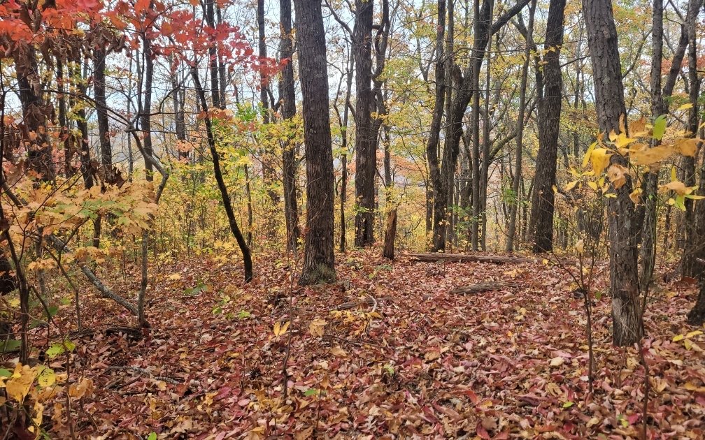 43.91 Old Burnt Mountain Road Ellijay, GA 30536 - Photo 9 of 19 a view of a backyard of the house