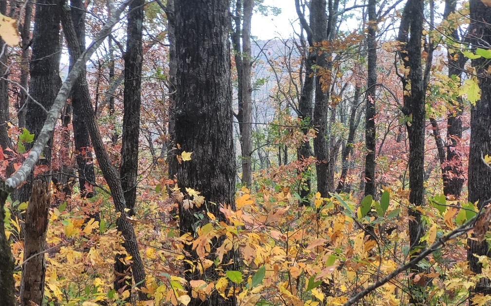 43.91 Old Burnt Mountain Road Ellijay, GA 30536 - Photo 10 of 19 a backyard of a house with lots of green space