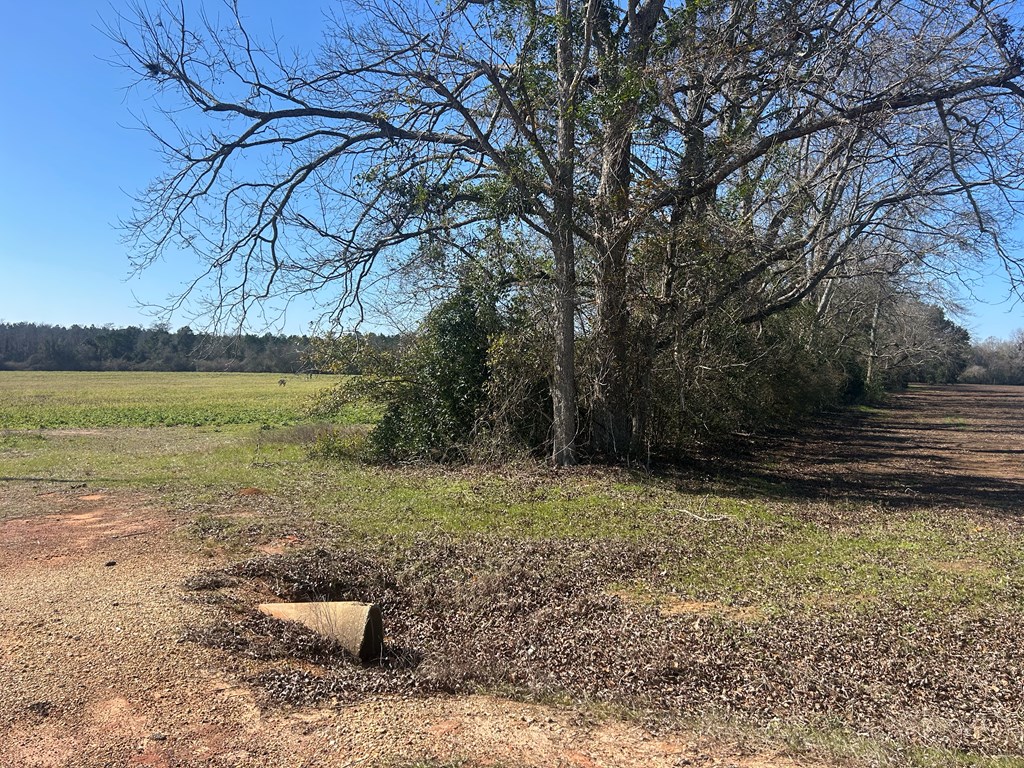 31.5-ac 31.5-ac Rammer Loop Road Dothan, AL 36301 - Photo 18 of 49