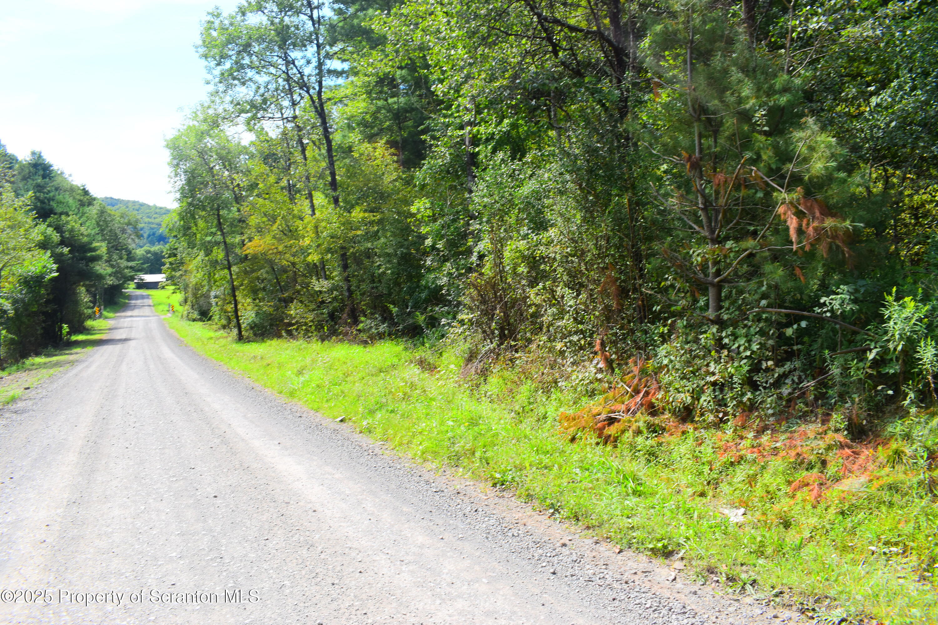 Jackson Valley Road Little Meadows, PA 18830 - Photo 4 of 6 a view of a yard with plants and large trees