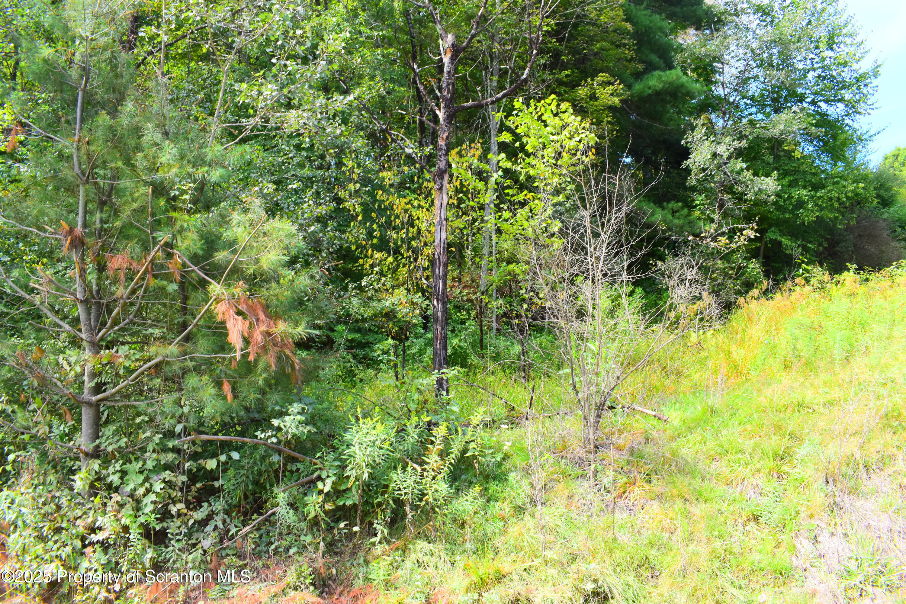 Jackson Valley Road Little Meadows, PA 18830 - Photo 5 of 6 a backyard of a house with lots of green space and trees