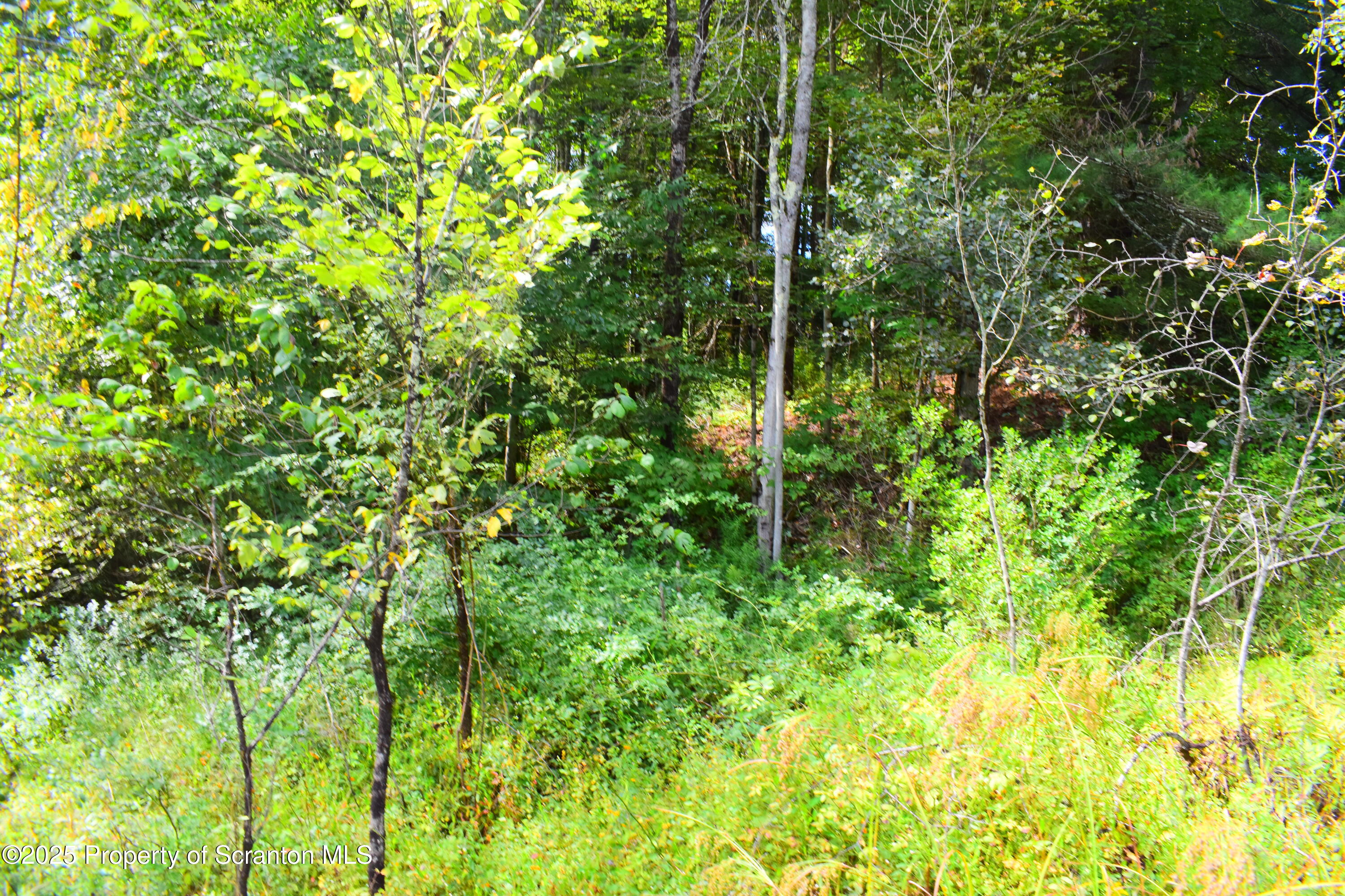 Jackson Valley Road Little Meadows, PA 18830 - Photo 6 of 6 a view of a garden