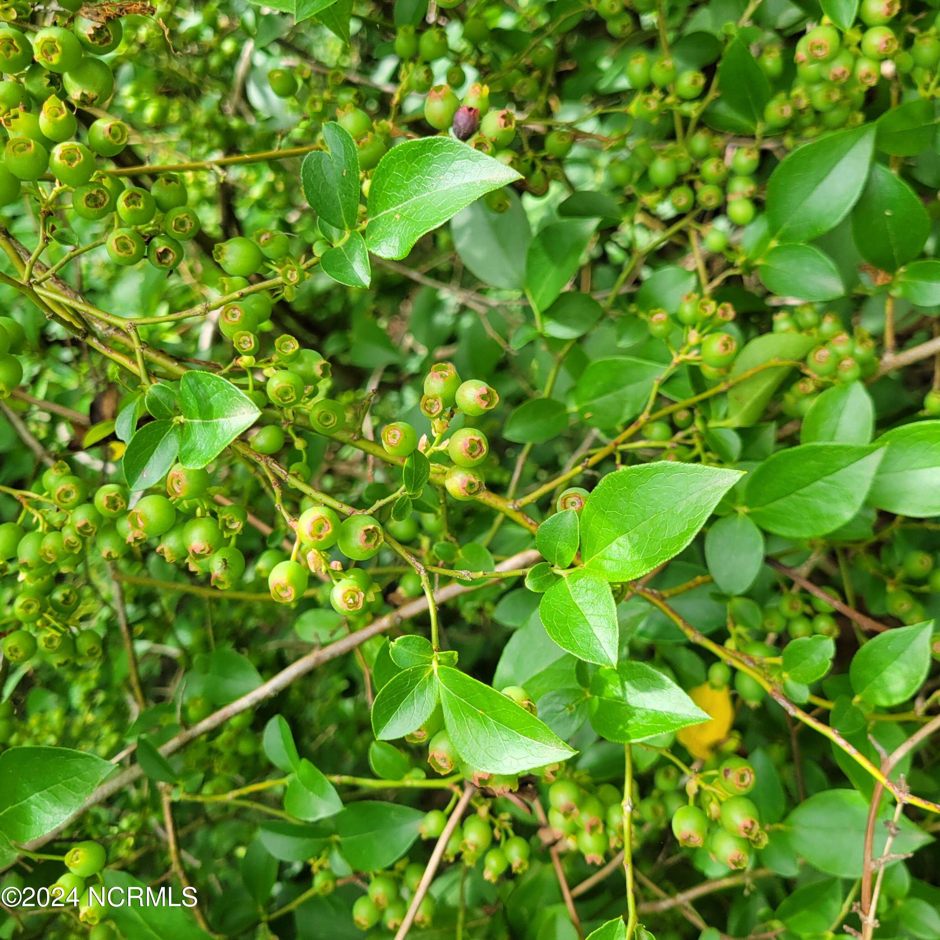 6081 Hoyt Road Middlesex, NC 27557 - Photo 58 of 59 Blueberry.Bushes.to.Left.Rear.Side