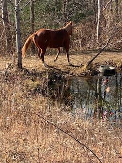 Tbd Teaberry Road Roan Mountain, TN 37687 - Photo 22 of 32 IMG_1395