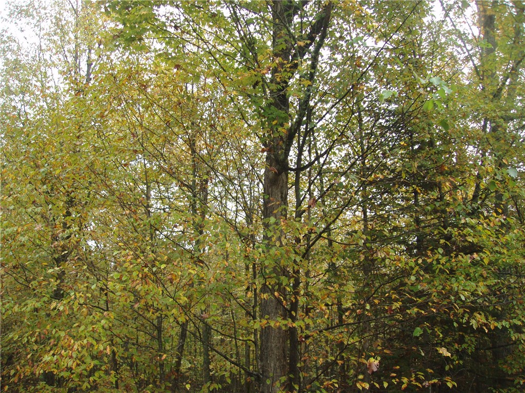 80-acres Bass Lake Road Park Falls, WI 54552 - Photo 2 of 10