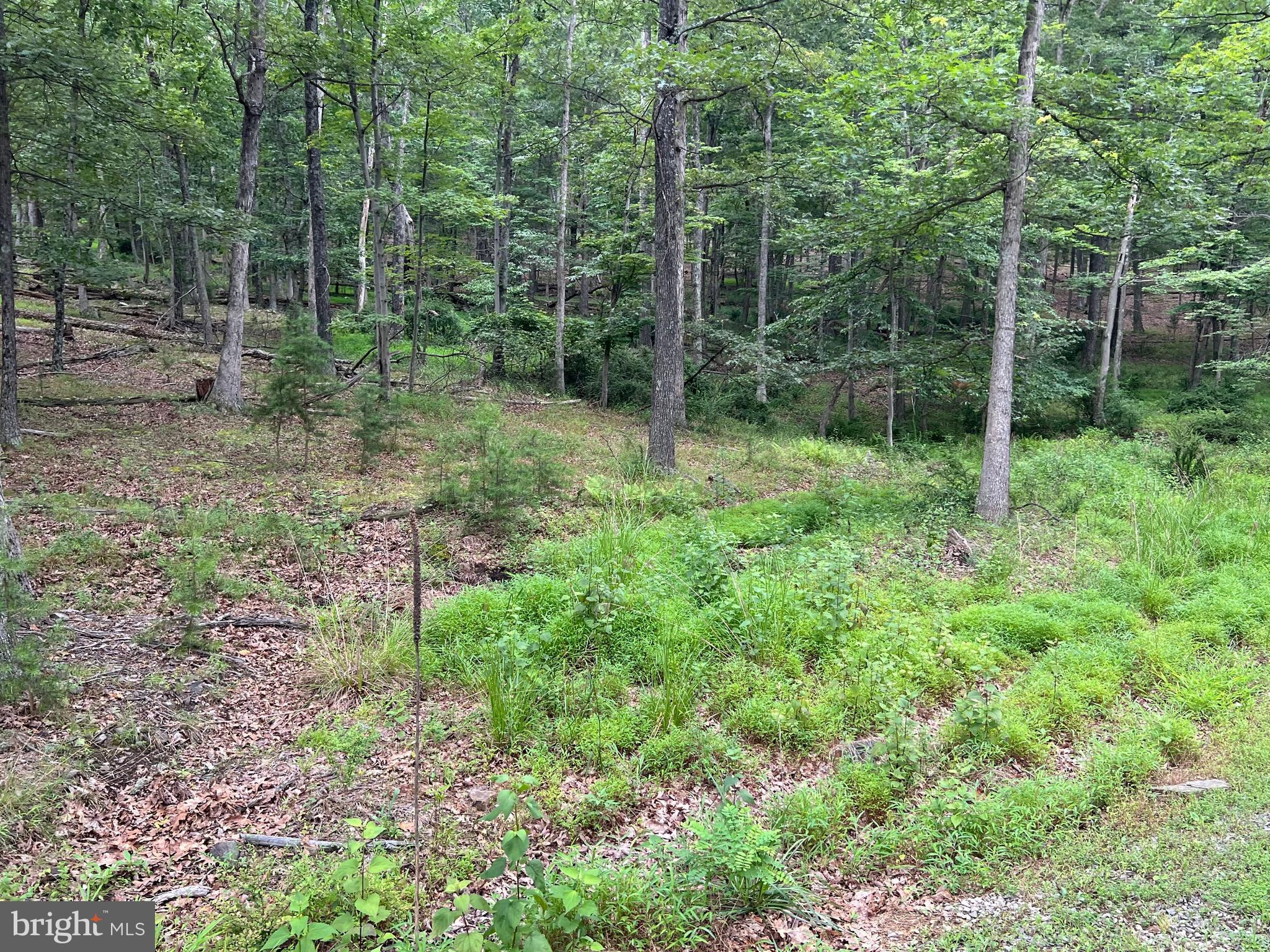 853 Janes Way High View, WV 26808 - Photo 27 of 35 a view of forest