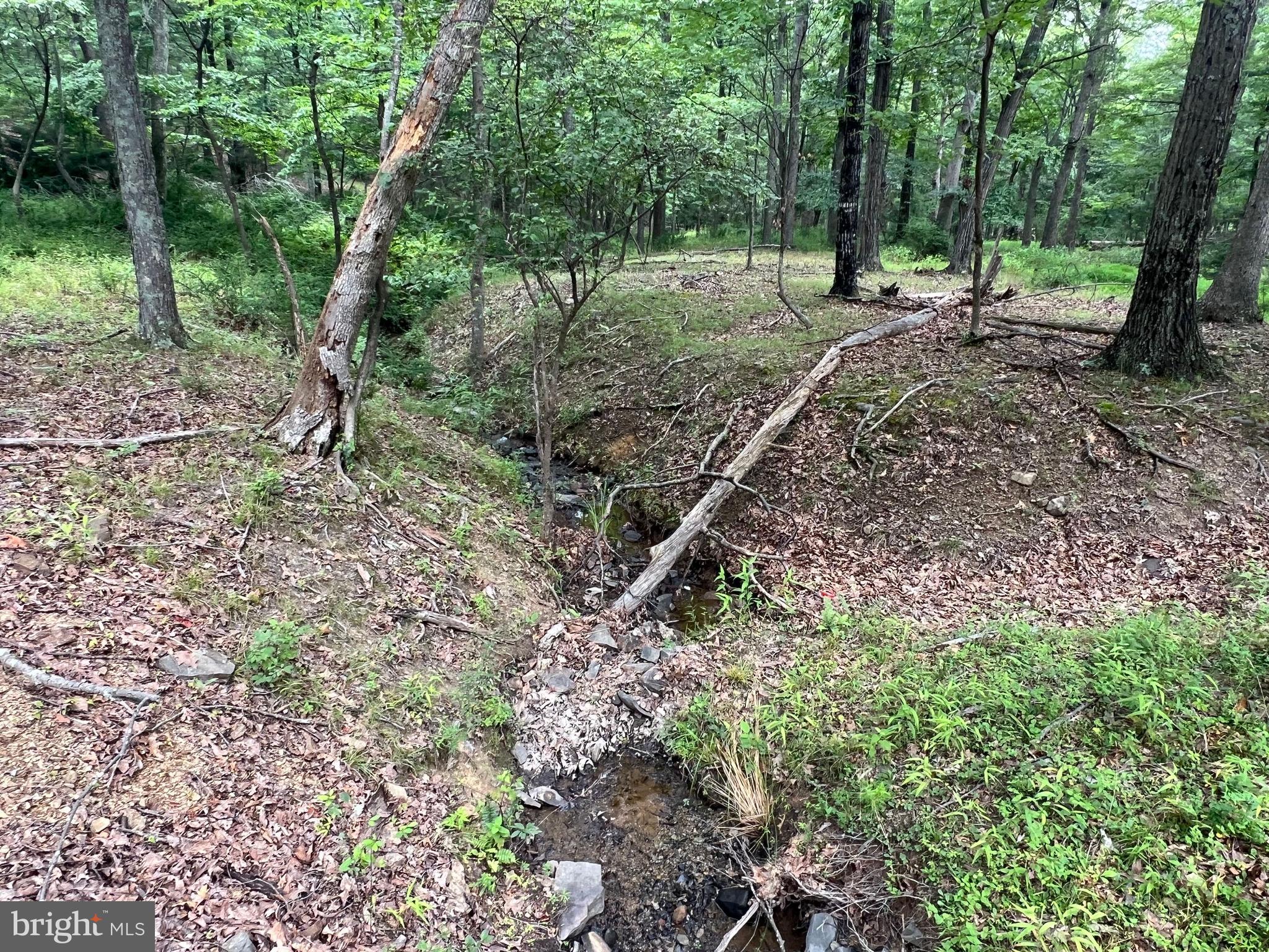 853 Janes Way High View, WV 26808 - Photo 29 of 35 a view of outdoor space with lots of trees