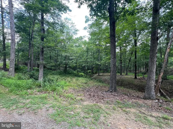a view of a forest that has large trees