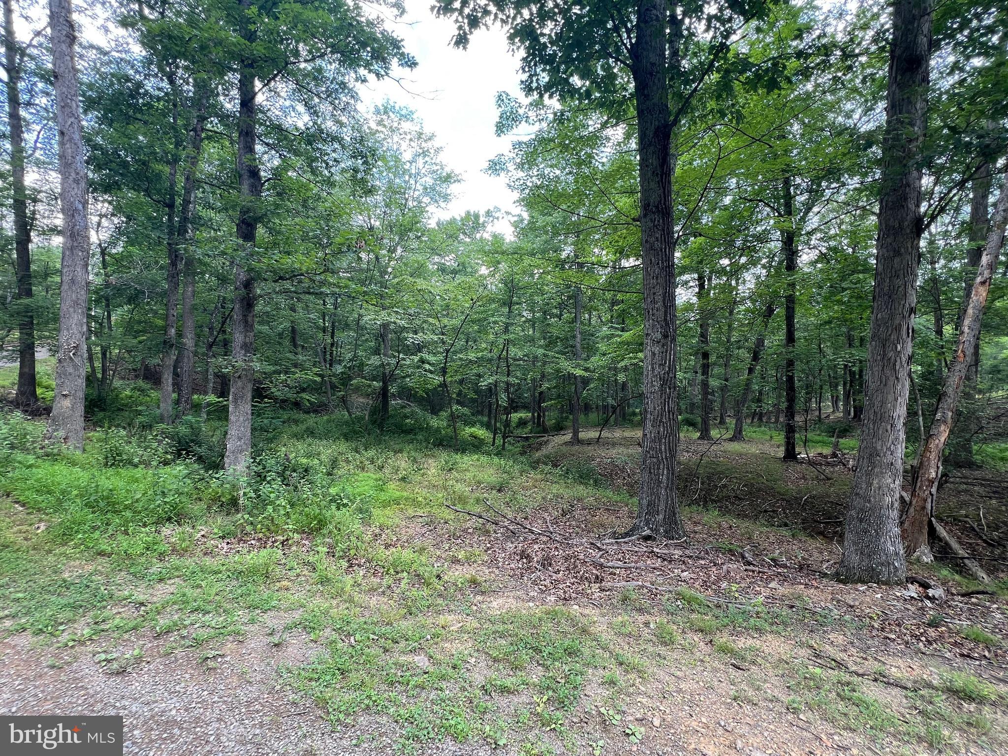 853 Janes Way High View, WV 26808 - Photo 30 of 35 a view of a forest that has large trees