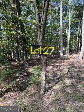 a view of a park with large trees