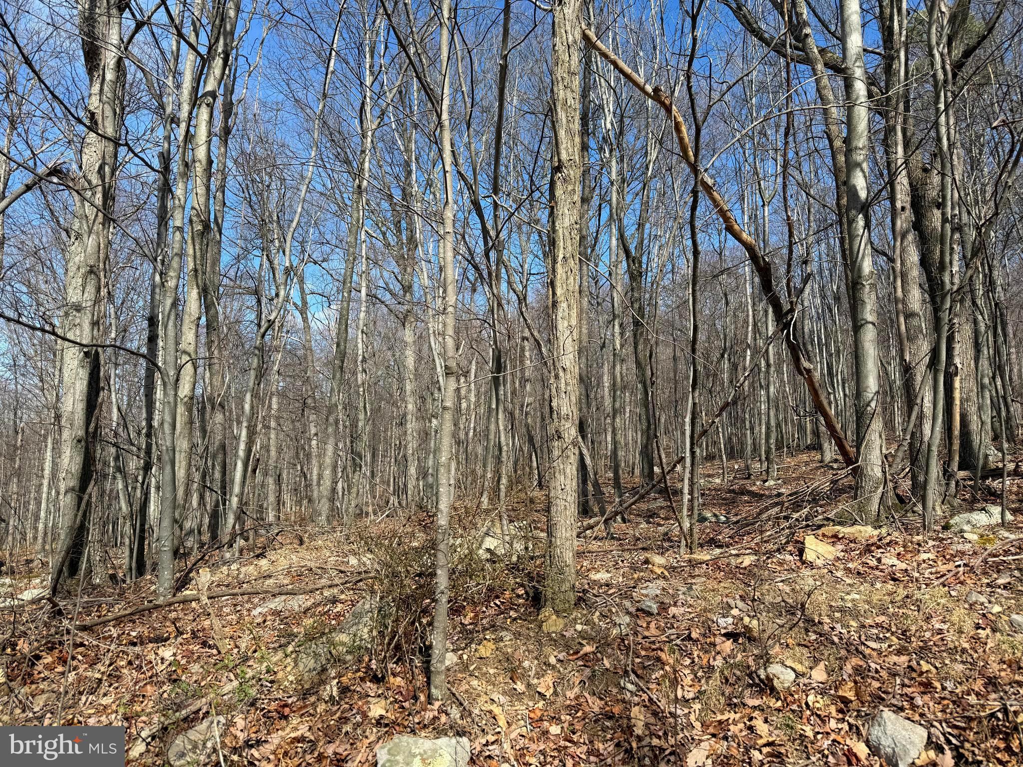 Lot 63 High Mountain View Road Romney, WV 26757 - Photo 1 of 3 a view of covered with trees
