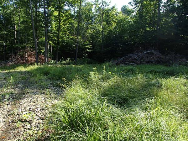 Lot 11 Ashfield Road Hawley, MA 01339 - Photo 5 of 17 Gallery Image 5