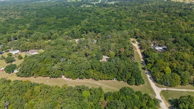 a view of a forest with a tree