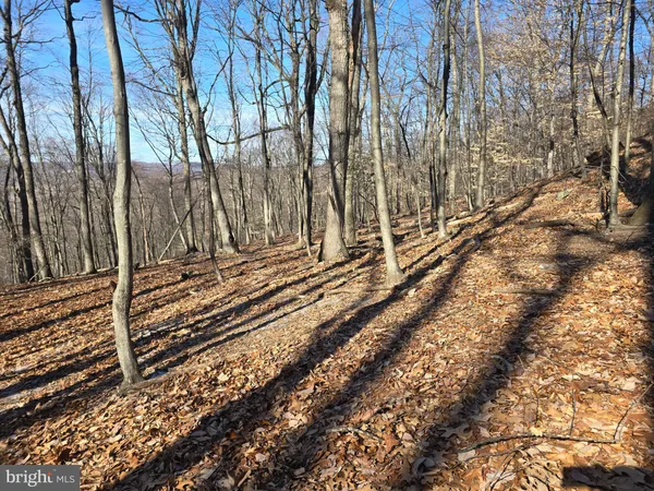 a view of a forest with trees